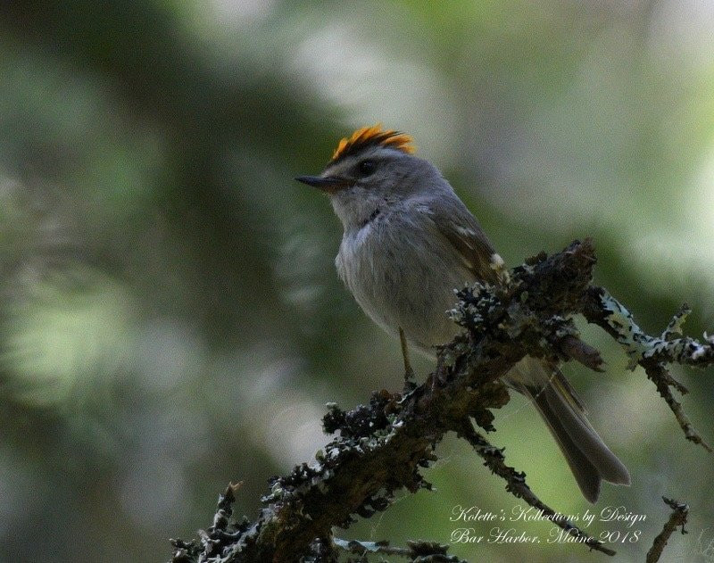 Down East Birdwatching and Nature Tours-巴港必去景点