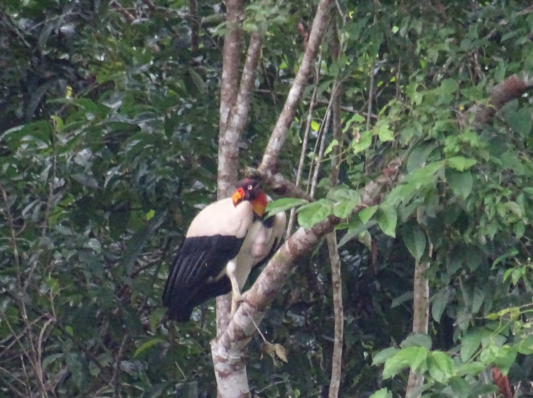 Essequibo River景点图片