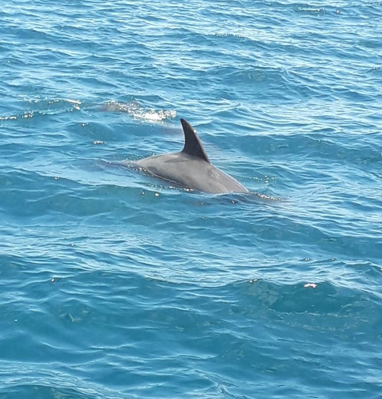 Wasini Dolphin Tour景点图片