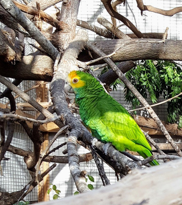 Echo Parrots and People-Rincon必去景点