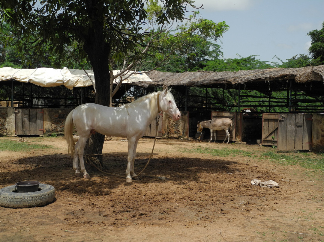 Cheval Mandingue景点图片