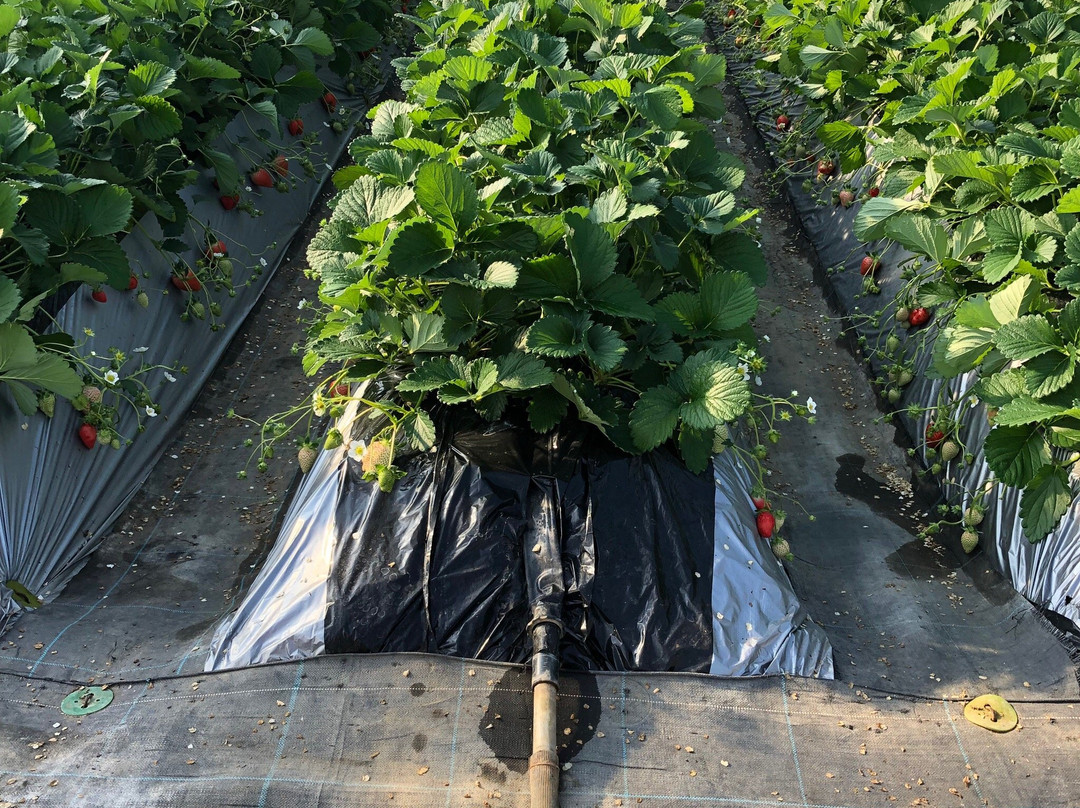 Kawatsura Strawberry Farm-山武市必去景点