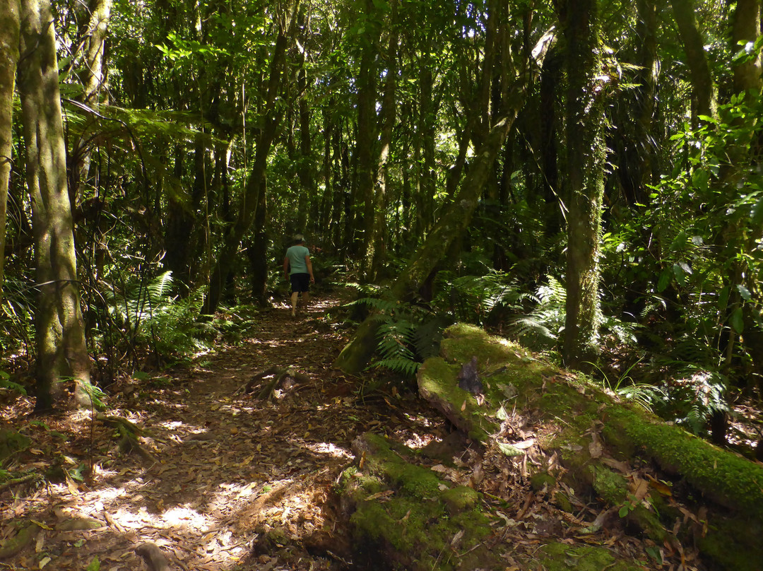 Rapurapu Kauri Track景点图片