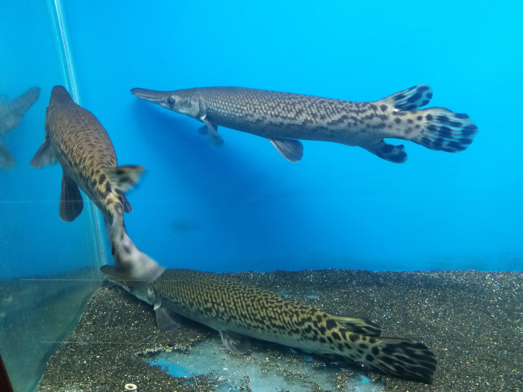 Karwar Aquarium-Karwar必去景点