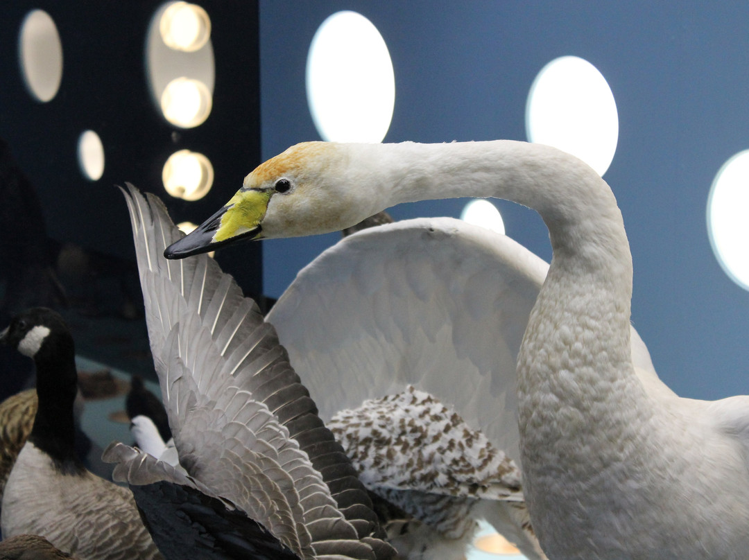 Borgarnes Museum-博尔加内斯必去景点