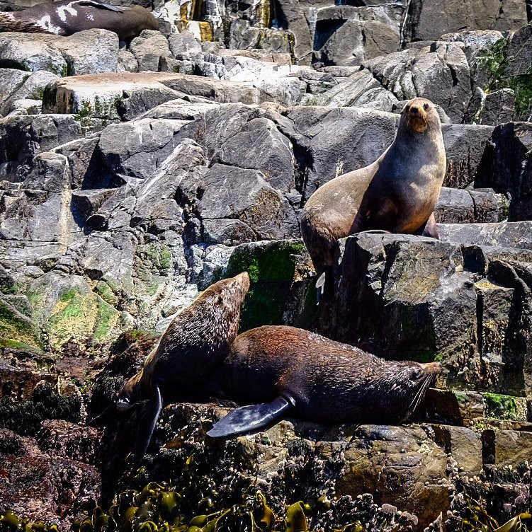 Bruny Island Cruises-霍巴特必去景点
