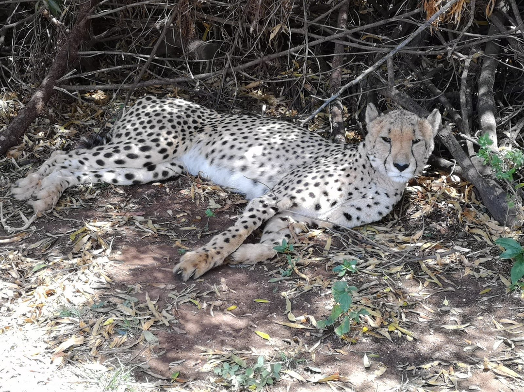 Cheetah Experience (ZA Cheetah Conservation)景点图片