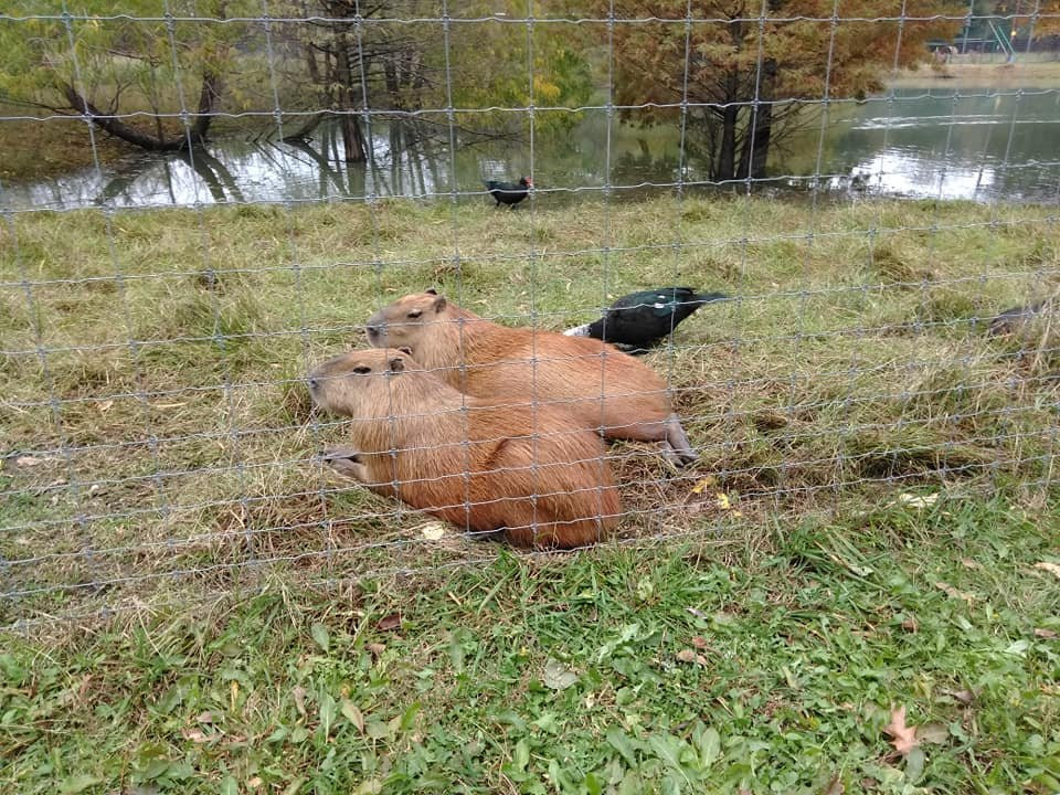 East Texas Gators and Wildlife Park-Grand Saline必去景点