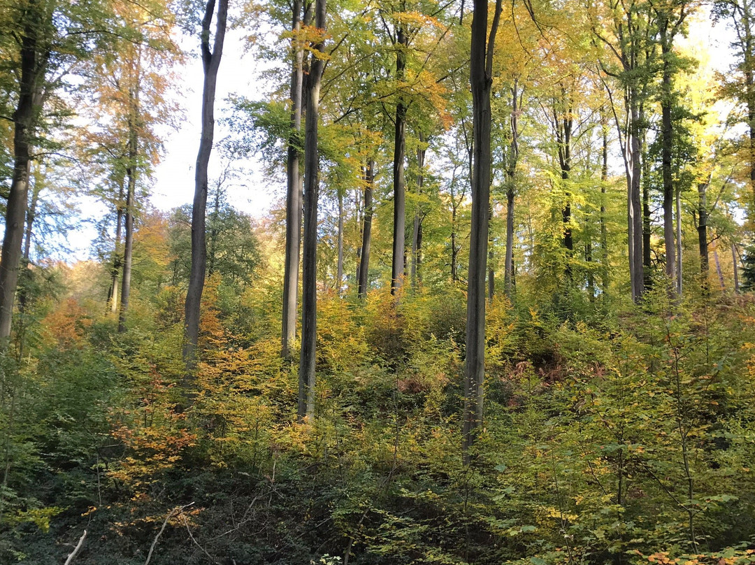 Bois de Lauzelle景点图片
