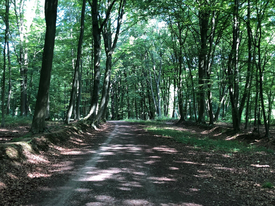 Bois de la Vequée景点图片