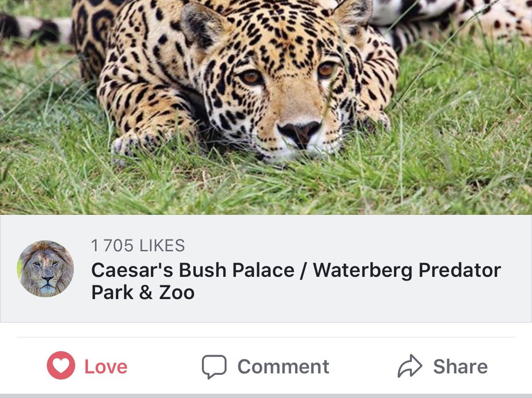 Caesar's Bush Palace-瓦尔沃特必去景点