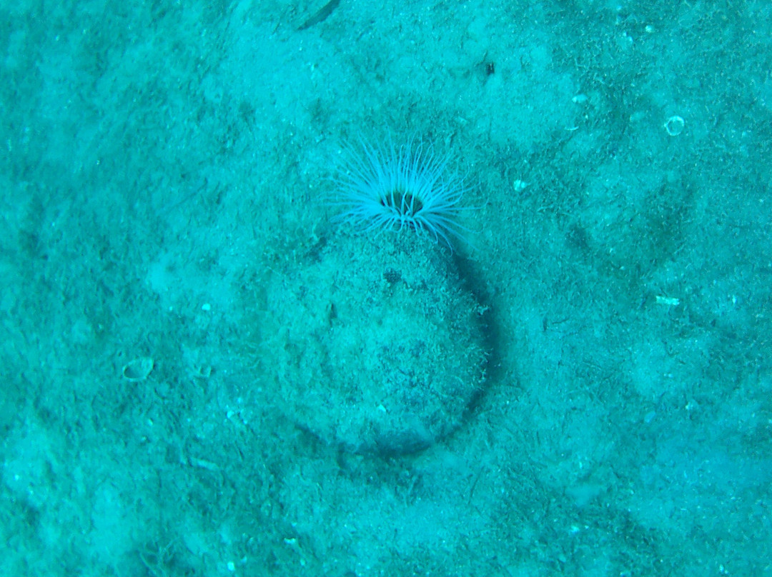Crostaceo Dive center and Watersports Club-路特奇必去景点