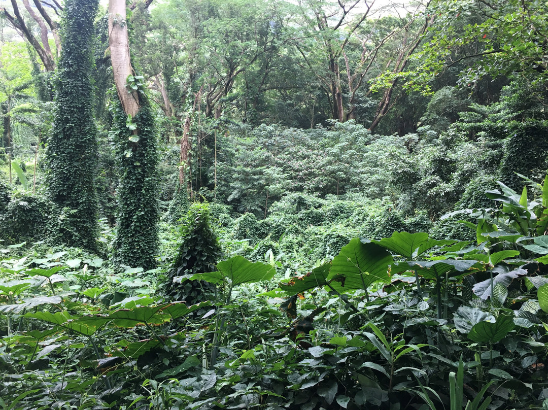 努乌阿努山谷热带雨林景点图片