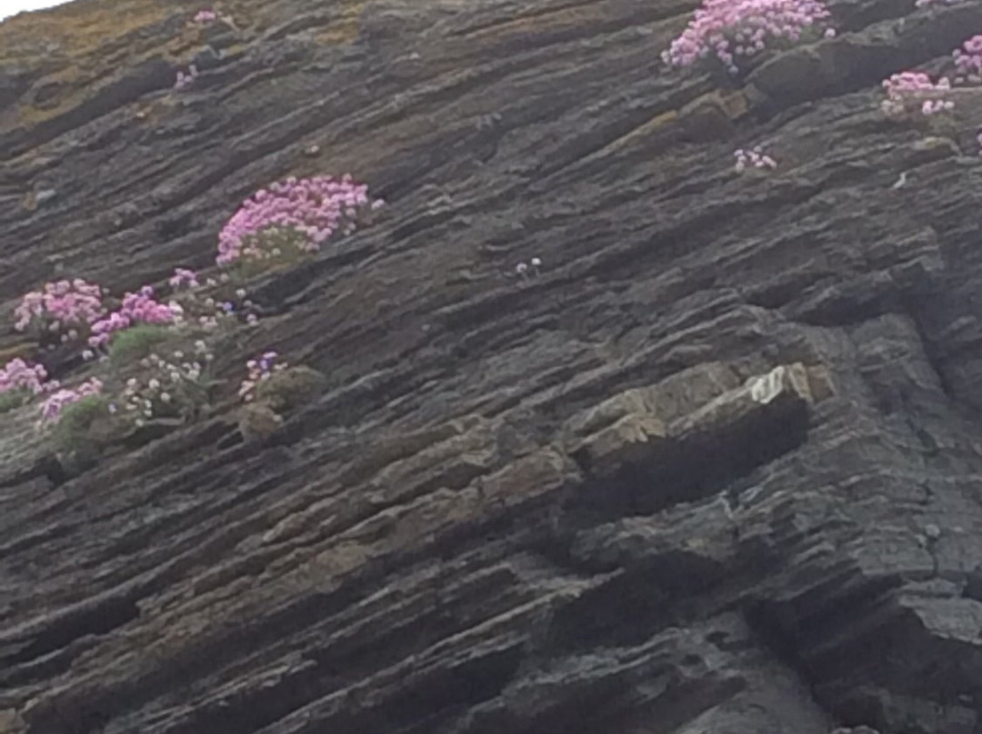 Angorfa Bed and Breakfast Llangrannog主图