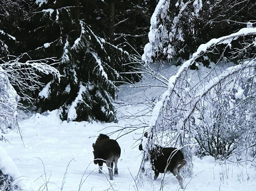 Finnskogen Adventures景点图片