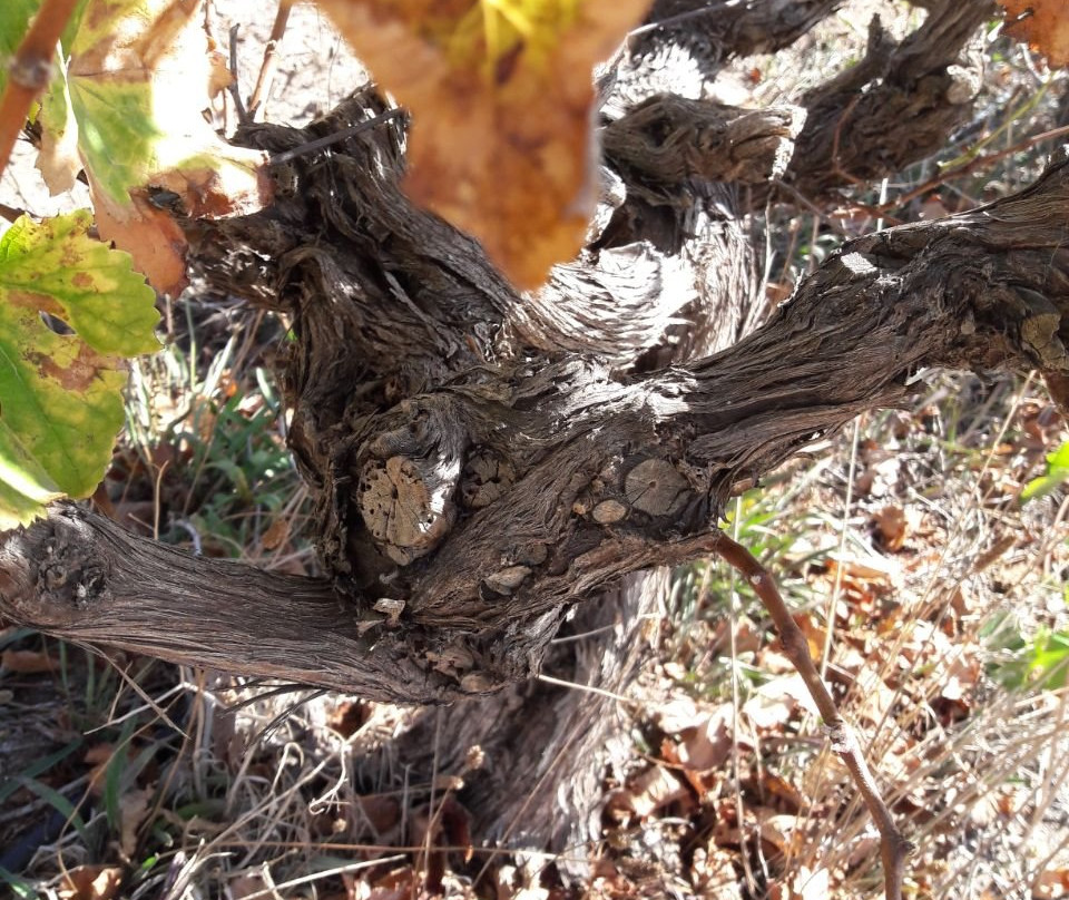 De Waal Wines-斯泰伦博斯必去景点