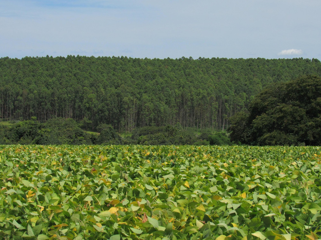 Hotel Fazenda Mutema主图