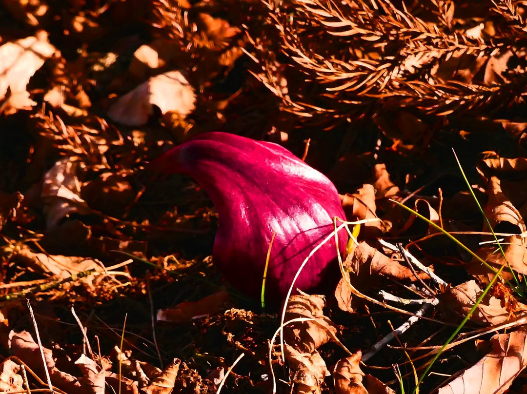 Symplocarpus foetidus of Wetlands in Otawara-太田原市必去景点