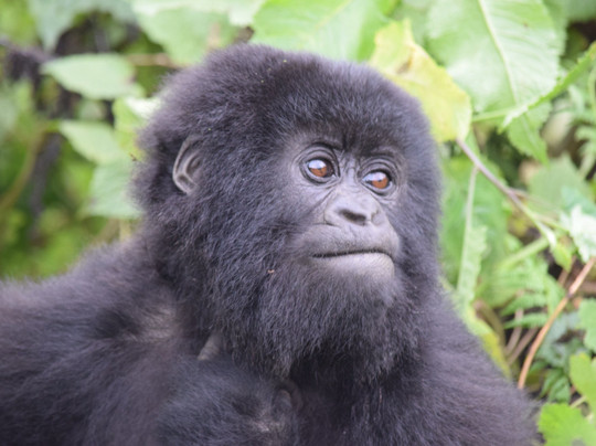 Rwanda Eco-Tours - Short Gorilla Trek-吉佳利必去景点