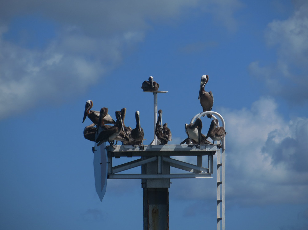 Charlotte Harbor Tours-恩格尔伍德必去景点