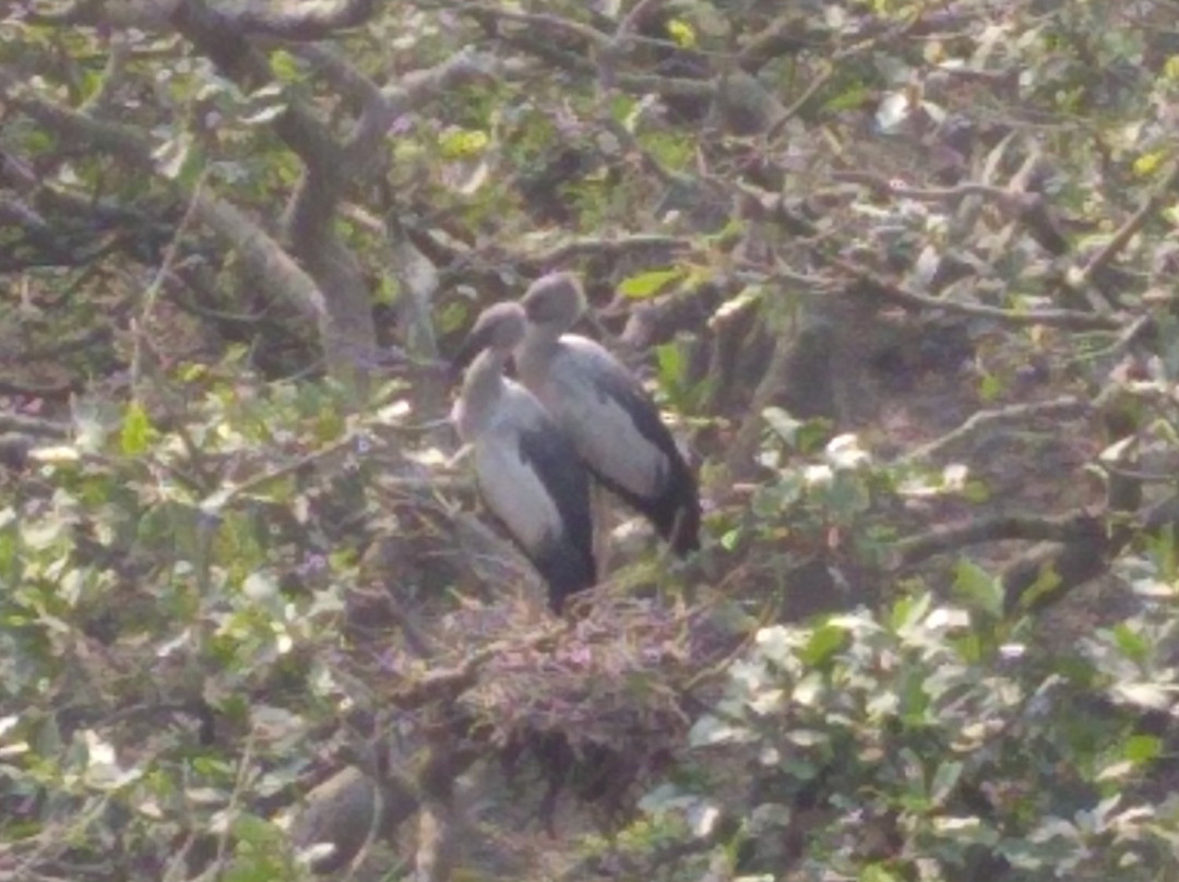 Raiganj Wildlife Sanctuary景点图片