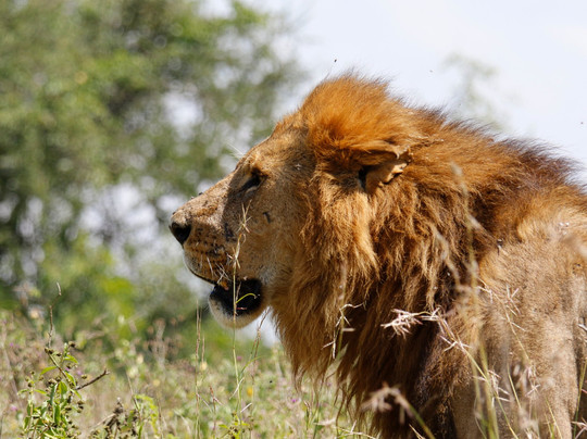 Book Direct Kenya Safaris