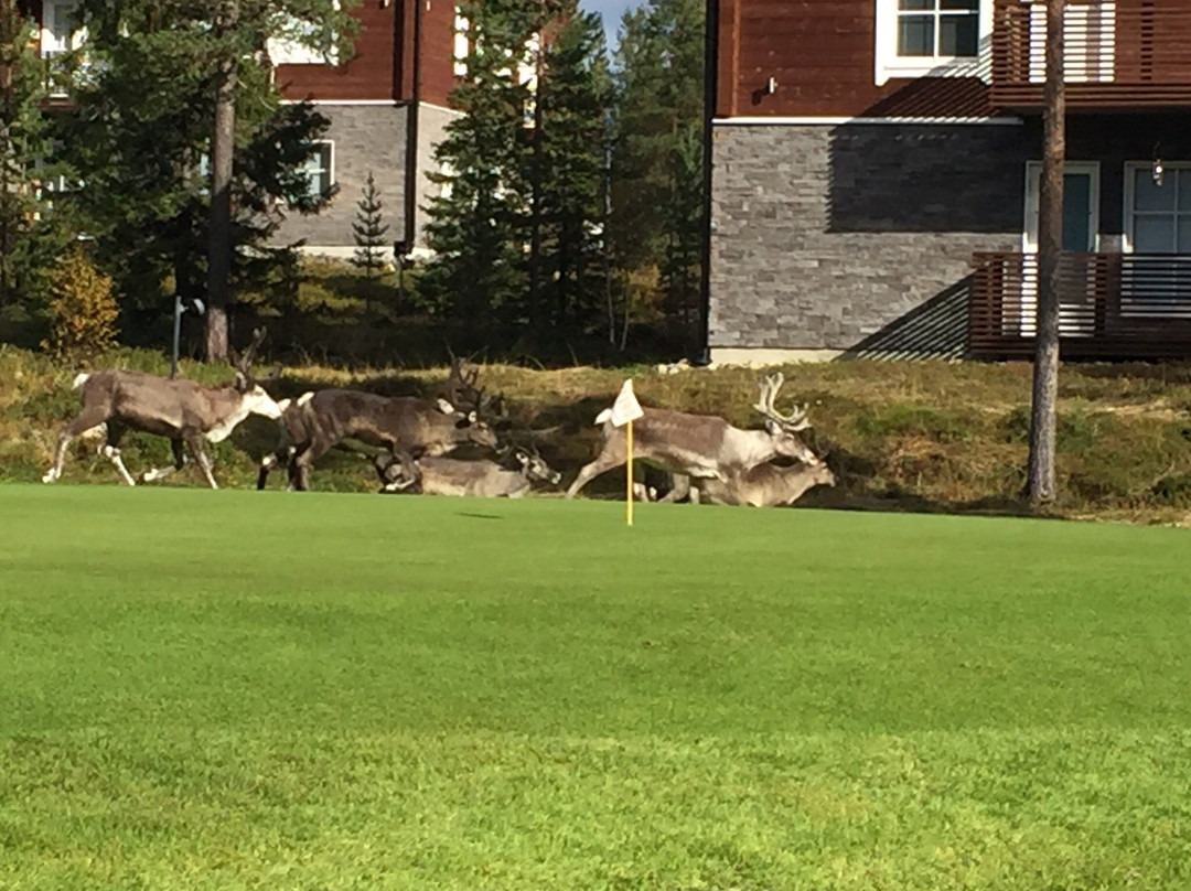 Levi Golf-Levi必去景点