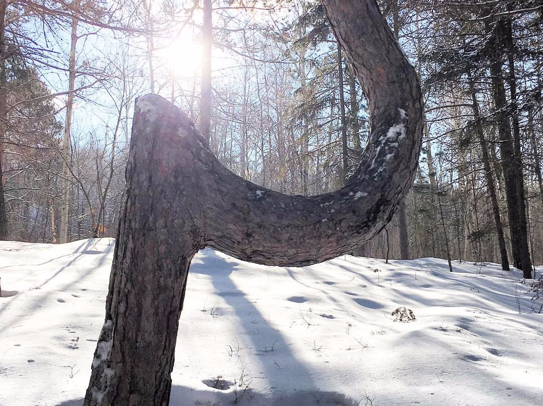 Kivi Park-Sudbury必去景点