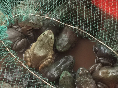 上海杨建华大酒店花木店主图