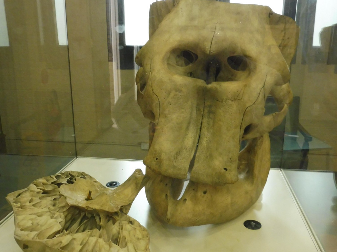 麦克里博物馆-悉尼必去景点