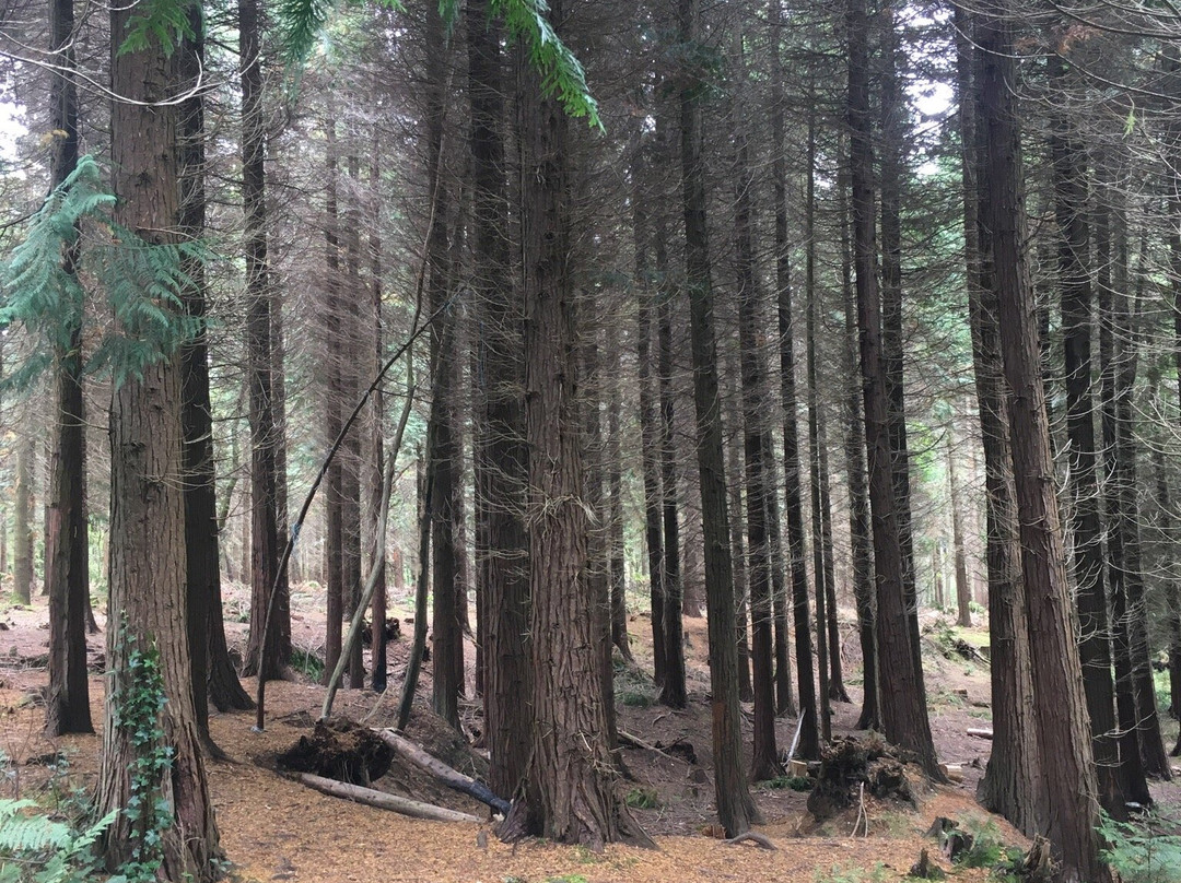 Parkhurst Forest-纽波特必去景点