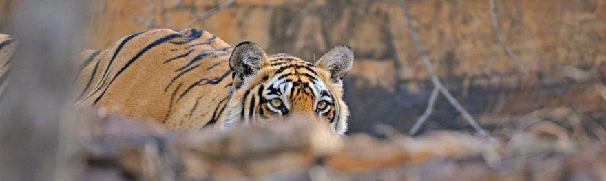 Ranthambore Jungle Safari景点图片
