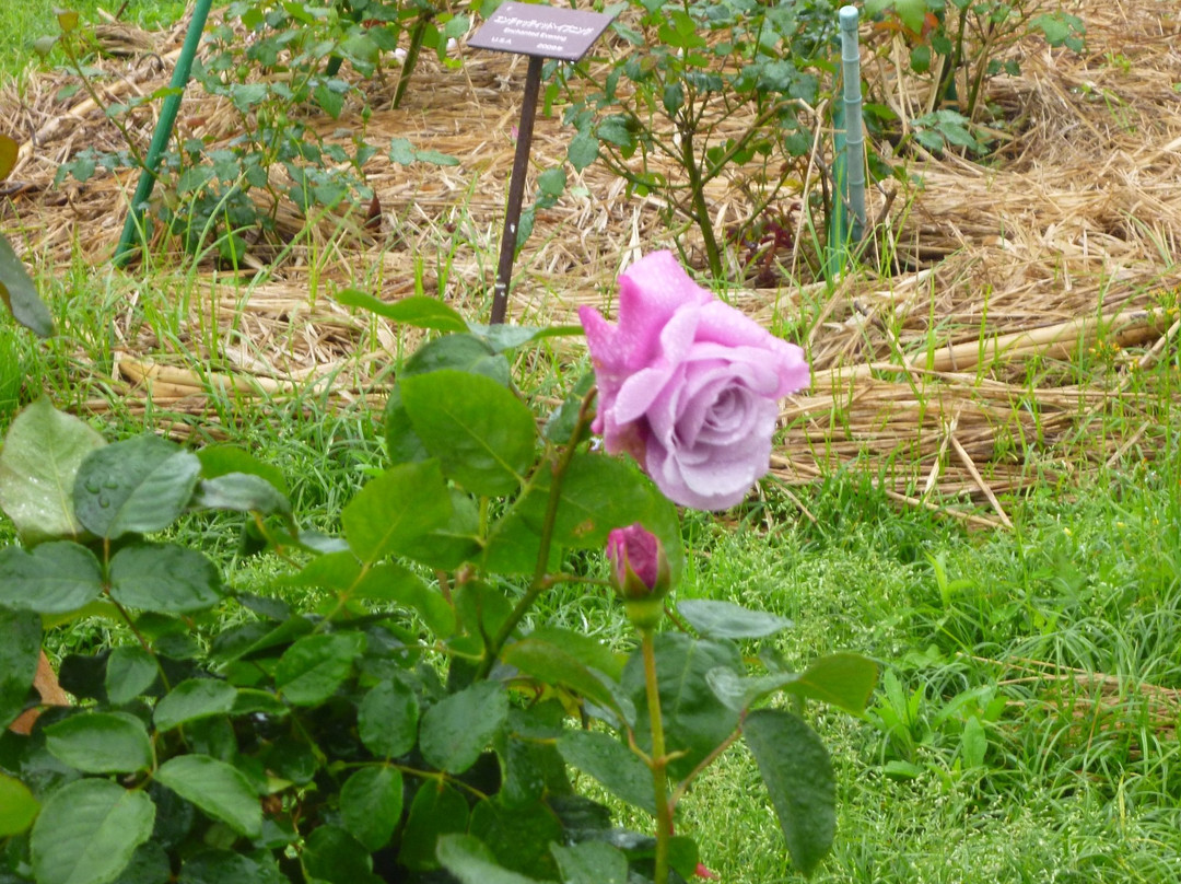 Kanoya Rose Garden-鹿屋市必去景点