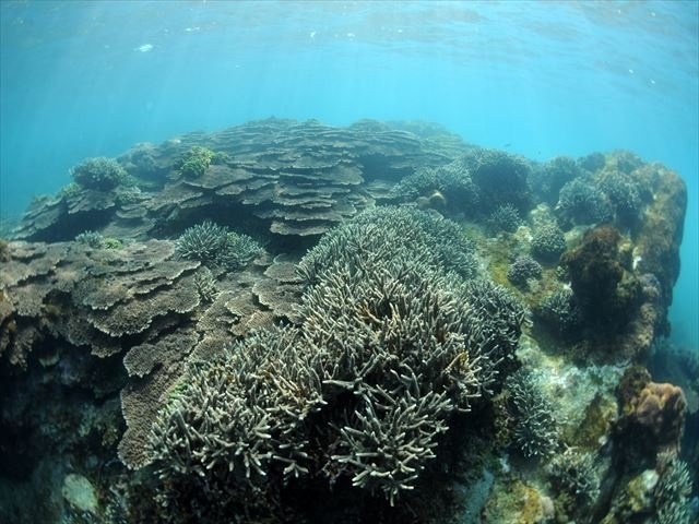 Tatsukushi Diving Center-土佐清水市必去景点