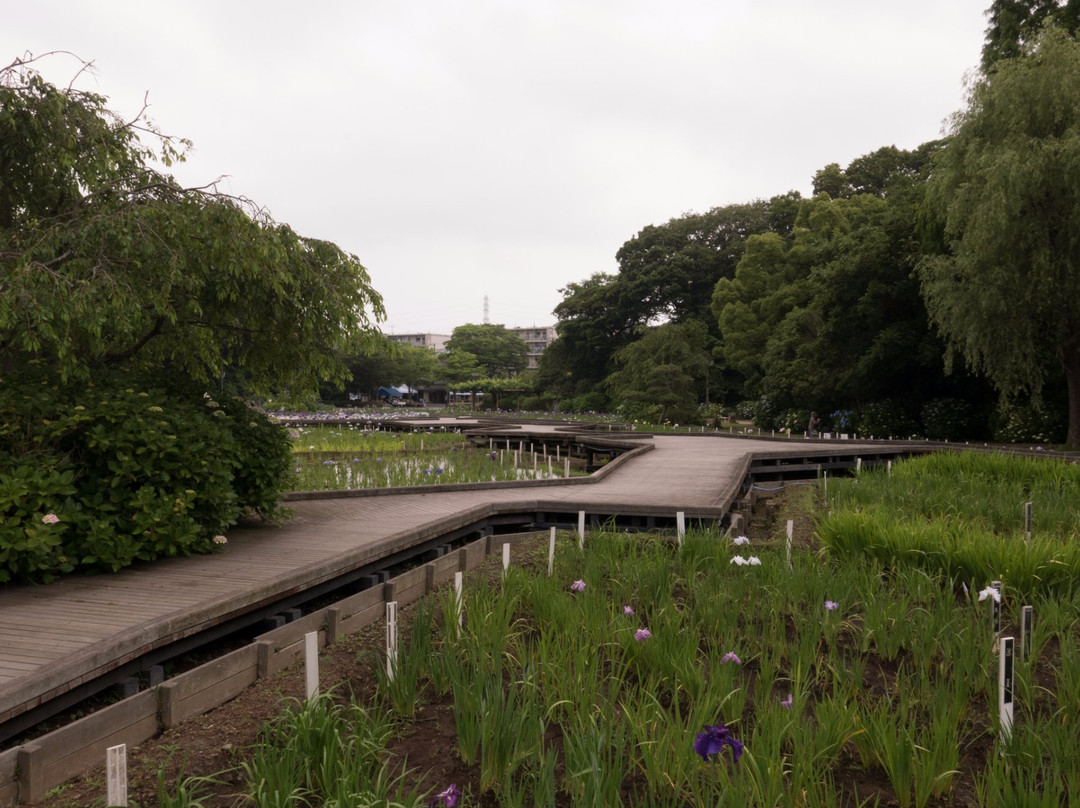 Yokosuka City Iris Flower Garden景点图片