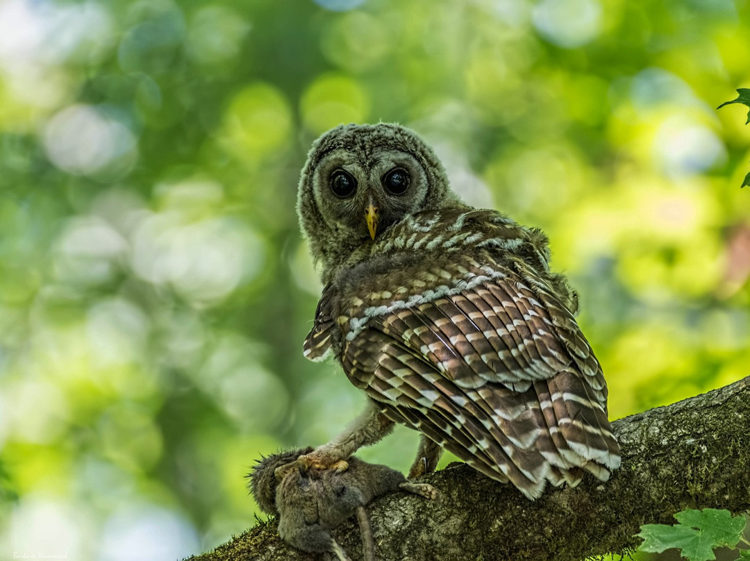 Cole Watkins Tours-Evans必去景点