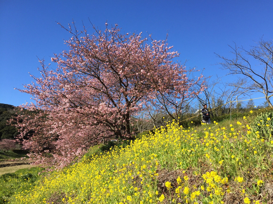 Minamino Cherry Blossom and Nanohana Festival景点图片