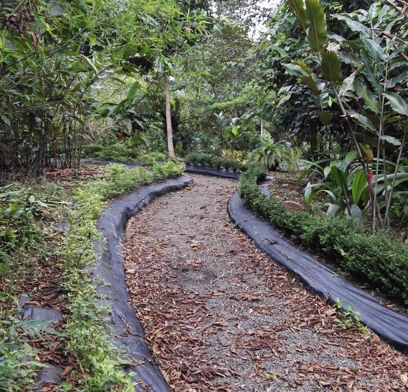 Caribbean Botanical Garden景点图片