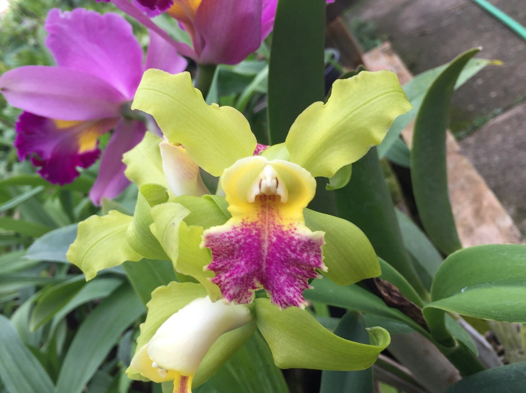 Orquidacea景点图片