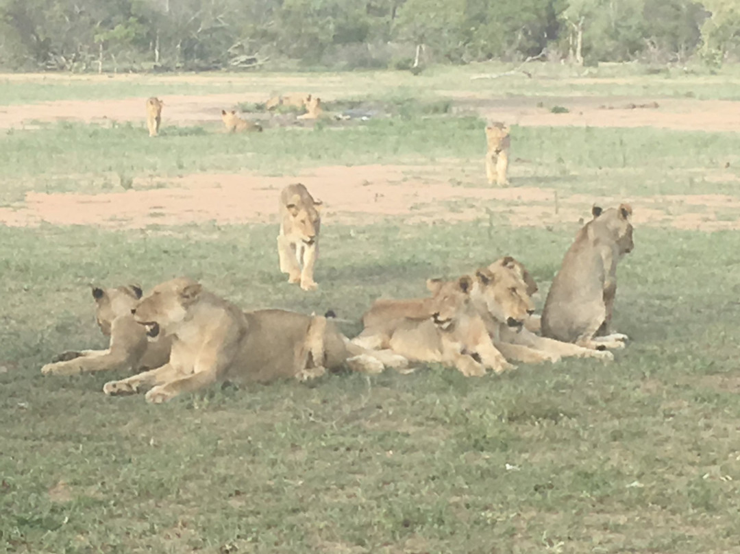 Primaluce Tours and Safaris景点图片