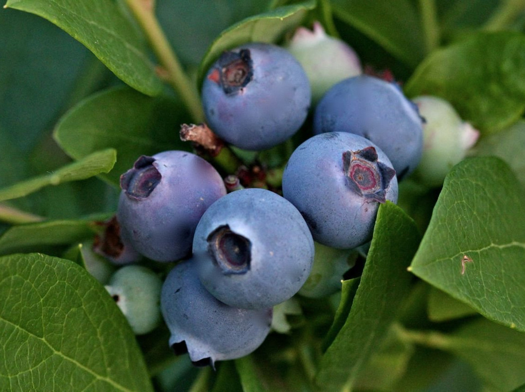 Blueberry Heights Farm-海纳茨堡必去景点