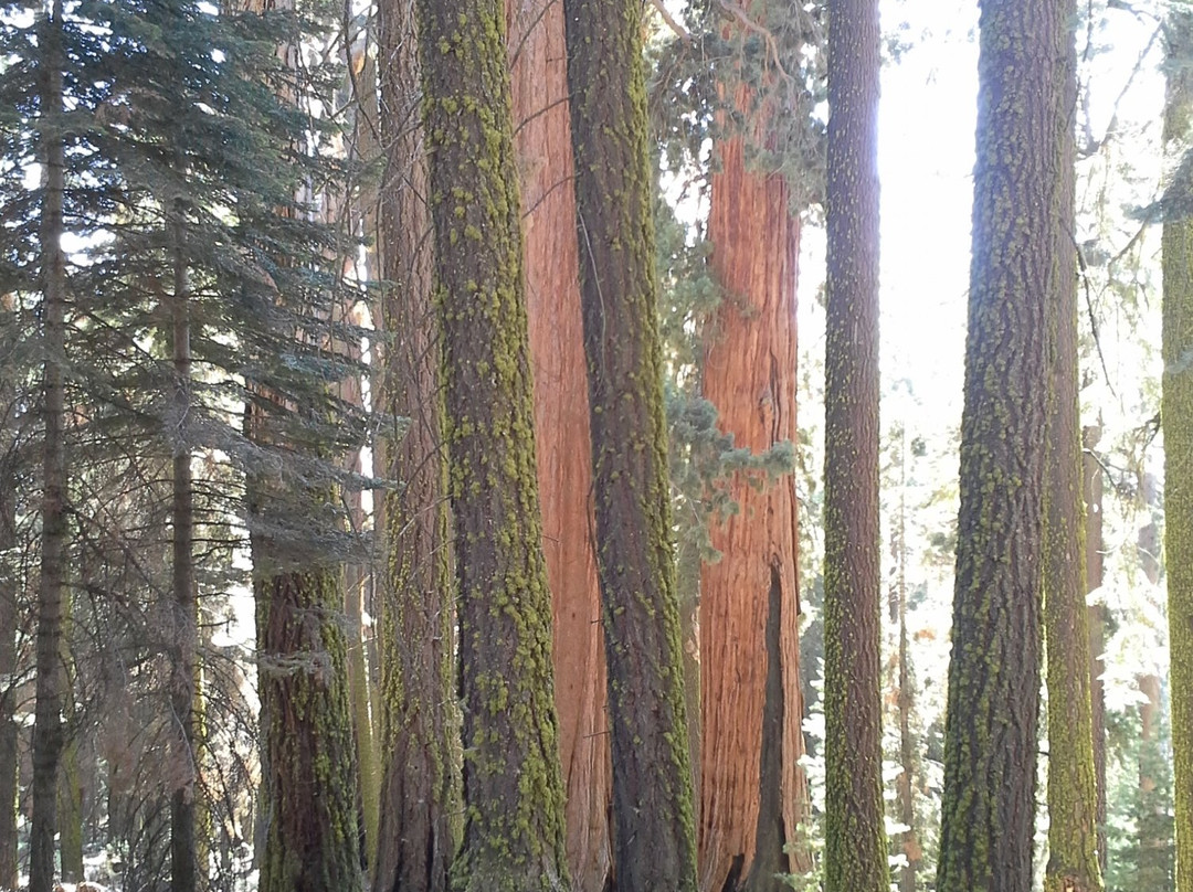 Redwood Canyon Trail-红杉&国王峡谷国家公园必去景点
