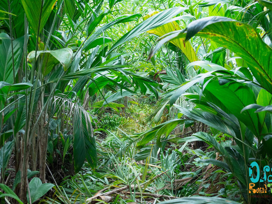 Osa Rural Tours-彭塔雷纳斯必去景点