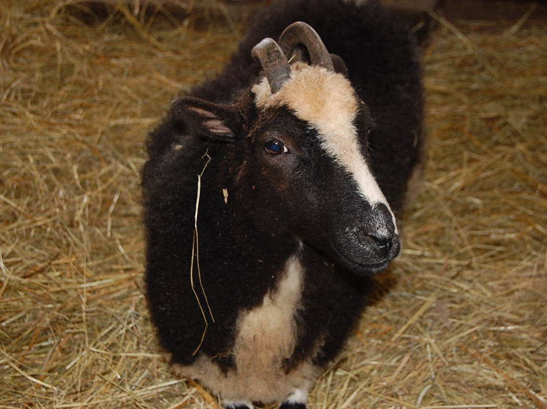 World Sheep Museum-士别市必去景点