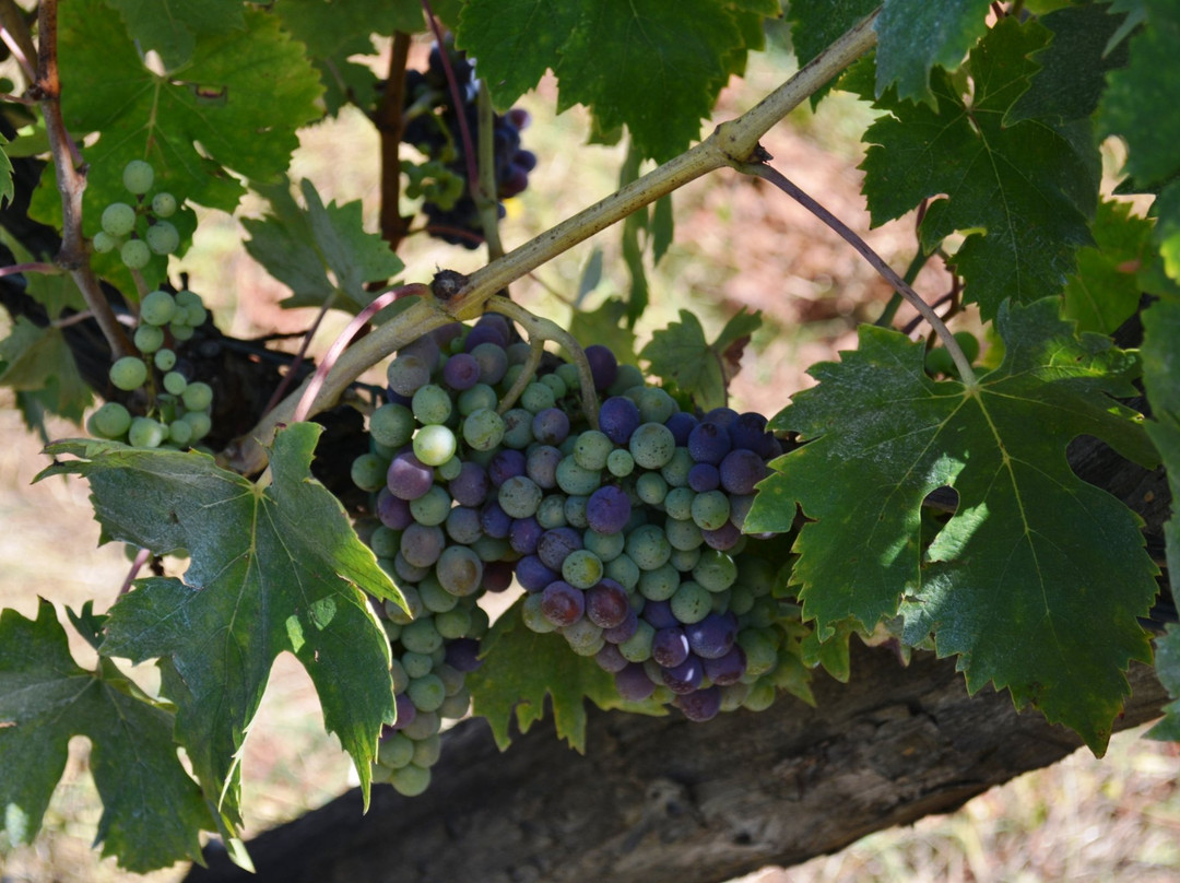 Podere Luisa景点图片