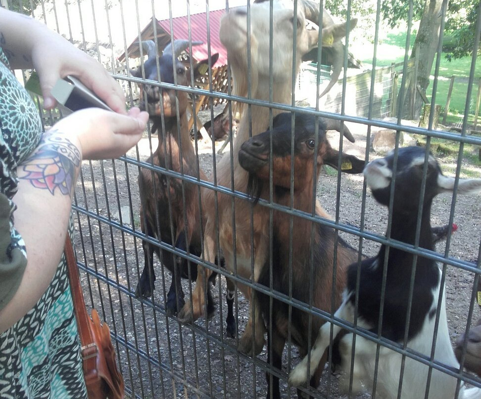 Tierpark Alsdorf景点图片