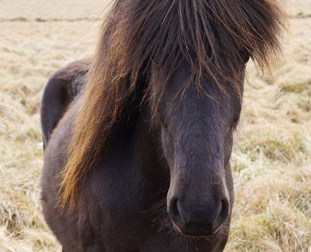 Gauksmyri Lodge-华姆斯唐吉必去景点