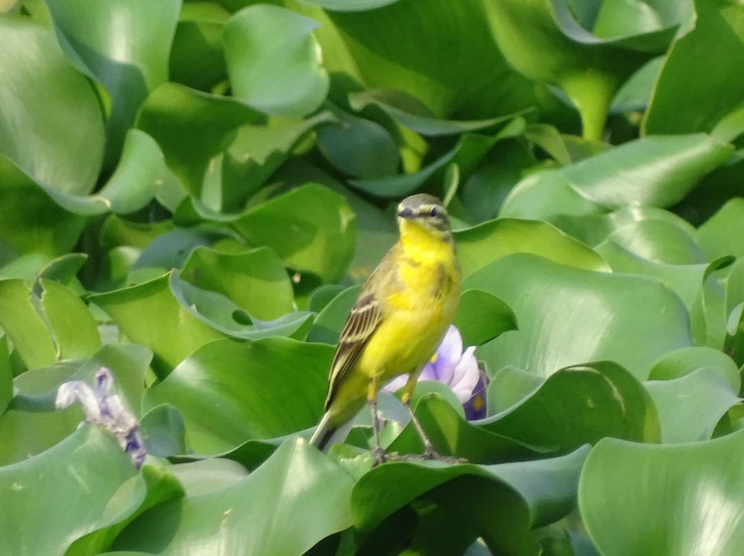 Nyara River-杰拉果德必去景点