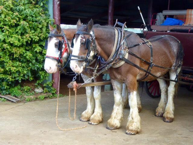 Culla & Co Horse & Carriage Tour景点图片