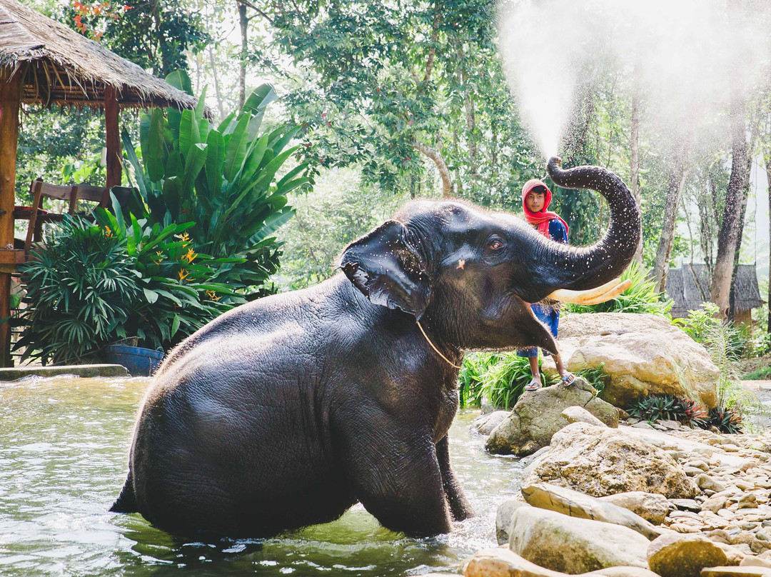 Phang Nga Elephant Park景点图片
